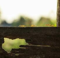 rouge fourmi en marchant sur bois planche photo