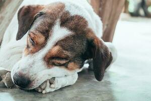 chien animal de compagnie gros visage ride blanc corps photo