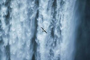 oiseau mouette volant près de la cascade de skogafoss qui coule en été en islande photo