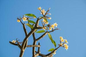 plumeria, frangipanier, leelawadee, lanterne fleur Floraison photo