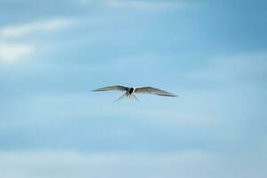 Arctique sterne oiseau ou Kria oiseau en volant et chasse poisson au dessus le mer dans été de Islande photo