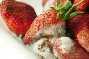 gris moule sur des fraises sur table , photo