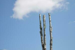 faible angle vue de arbre Couper vers le bas . photo