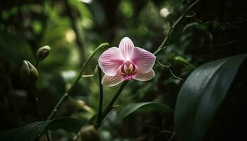 tranquille scène de élégant orchidées dans Floraison généré par ai photo