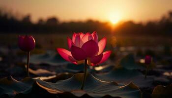lotus fleur reflète vibrant rose dans tranquille étang généré par ai photo