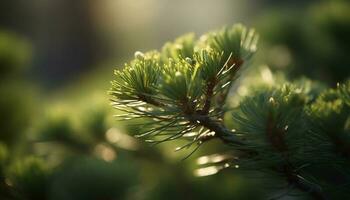 à feuilles persistantes conifère forêt, beauté dans la nature croissance généré par ai photo