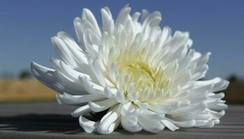 été beauté dans la nature une Célibataire Marguerite fleur dans premier plan généré par ai photo