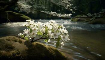 tranquille scène de épanouissement orchidées par écoulement l'eau dans la nature généré par ai photo