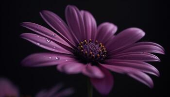 vibrant camomille fleur dans couvert de rosée prairie, sur noir Contexte généré par ai photo