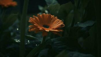 vibrant gerbera Marguerite fleur dans formel jardin, cadeau de la nature généré par ai photo
