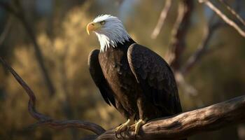 chauve Aigle se percher sur bifurquer, proche en haut de majestueux oiseau généré par ai photo