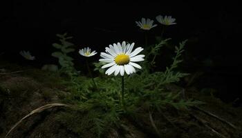 Frais camomille fleur dans vert prairie, entouré par Jaune marguerites généré par ai photo