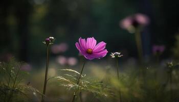 vibrant fleurs sauvages prairie, proche en haut de violet camomille dans défocalisé Contexte généré par ai photo