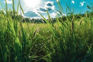 une champ de grand herbe dans le soleil. ai génératif photo