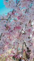 Sakura Cerise fleur pris dans printemps dans Japon photo