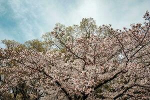 Sakura Cerise fleur pris dans printemps dans Japon photo