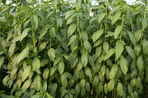 jute les plantes croissance dans une champ dans le campagne de bangladesh photo