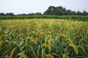 brut mûr Millet cultures dans le champ agriculture paysage vue photo