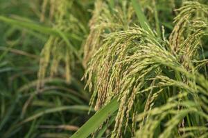 fermer concentrer grain riz pointe récolte agriculture paysage vue photo