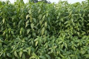 jute les plantes croissance dans une champ dans le campagne de bangladesh photo