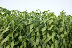 jute les plantes croissance dans une champ dans le campagne de bangladesh photo