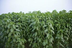 jute les plantes croissance dans une champ dans le campagne de bangladesh photo