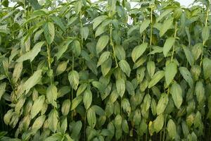 jute les plantes croissance dans une champ dans le campagne de bangladesh photo