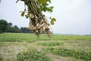 un bouquet de cacahuètes avec une flou vert Contexte dans le champ. sélectif concentrer photo