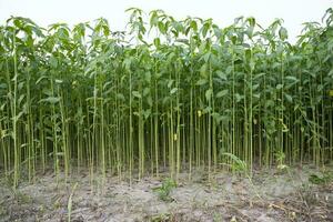 jute les plantes croissance dans une champ dans le campagne de bangladesh photo