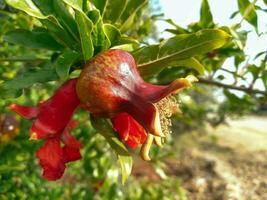 rouge Grenade fleur semi mûrir sur une arbre photo