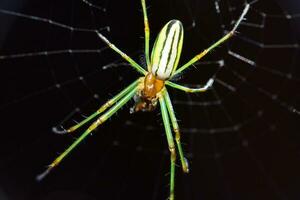 toiles d'araignées, toiles d'araignées dans le jardin, sauvage insectes, noir Contexte photo