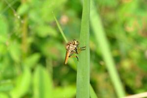 roberfly en haut dans le sauvage herbe photo