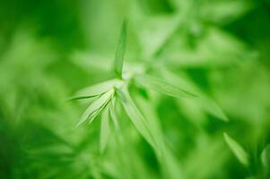 vert feuilles mince focal zone et flou Contexte. macro photo de une Jeune lin plante.