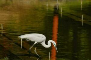 magnifique blanc oiseau photo