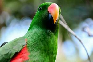 magnifique coloré oiseau fermer photo