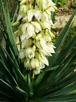 gros plan de belles fleurs photo