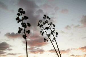 des arbres plus de le le coucher du soleil photo