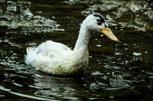 sauvage canards fermer photo