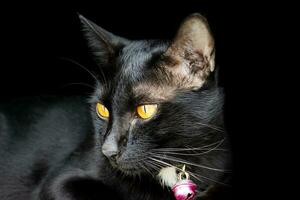 portrait noir chat sur noir Contexte photo