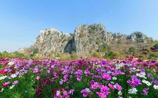 magnifique cosmos fleur épanouissement dans cosmos champ photo