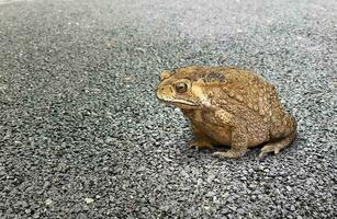 commun crapaud ou sud-est asiatique crapaud sur pavé route surface. photo