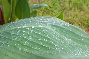 l'eau gouttelettes sur le feuilles de le plante après le pluie. photo