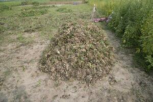 empilés pile de récolte cacahuètes dans le sol dans le champ photo