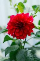 brillant rouge dahlia fleur dans été dans le jardin photo