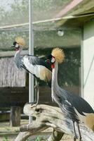 magnifique couronné grues à le zoo photo