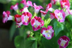 petit rose fleurs bouquet dans la nature photo