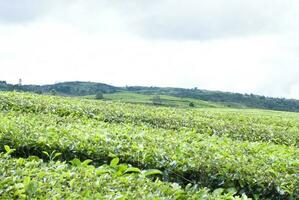 thé jardin dans le zone de monter kerinci, jambi, Indonésie photo