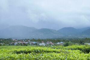 thé jardin dans le zone de monter kerinci, jambi, Indonésie photo