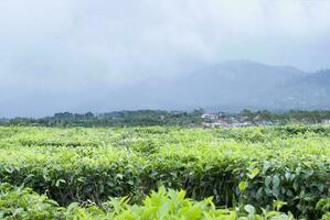 thé jardin dans le zone de monter kerinci, jambi, Indonésie photo
