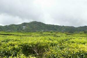 thé jardin dans le zone de monter kerinci, jambi, Indonésie photo